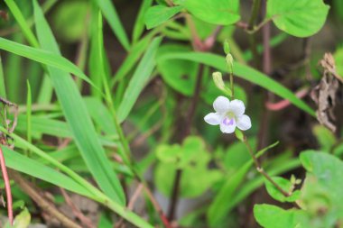 beyaz çiçek çiçek çimlere güzel küçük arka plan