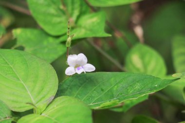 beyaz çiçek çiçek çimlere güzel küçük arka plan