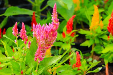 cockscomb pembe veya Celosia argentea güzel bahçede çiçek benekli