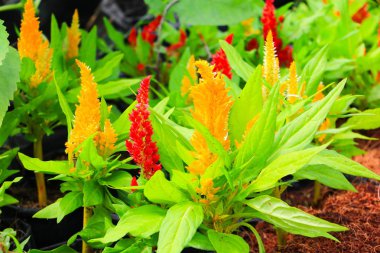 Kırmızı tüylü cockscomb çiçek veya Celosia argentea güzel bahçede
