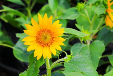 Ayçiçeği sarı çiçek açan Bahçe Çiçek güzel yakın çekim