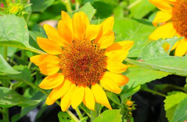 Ayçiçeği sarı çiçek açan Bahçe Çiçek güzel yakın çekim