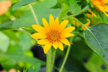 Ayçiçeği sarı çiçek açan Bahçe Çiçek güzel yakın çekim