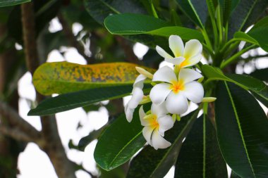 Plumeria beyaz ağaç (ortak adı pocynaceae, Frangipani, Pagoda ağaç, tapınak ağaç güzel çiçek )