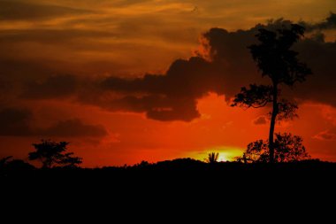 ağaç ve dal siluet batımında gökyüzünde doğa güzel manzara resmi: kopya ile için alan eklemek metin.