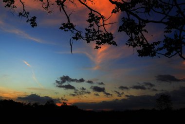 ağaç ve dal siluet batımında gökyüzünde doğa güzel manzara resmi: kopya ile için alan eklemek metin.