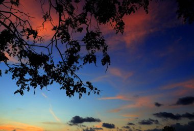 ağaç ve dal siluet batımında gökyüzünde doğa güzel manzara resmi: kopya ile için alan eklemek metin.