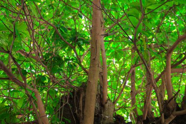 dal ve yaprak beyaz arka plan, alt görünümü üzerinde orman içinde güzel ağaç