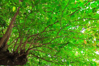 dal ve yaprak beyaz arka plan, alt görünümü üzerinde orman içinde güzel ağaç