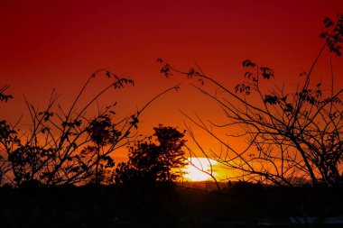 ağaç ve dal siluet batımında gökyüzünde doğa güzel manzara resmi: kopya ile için alan eklemek metin.