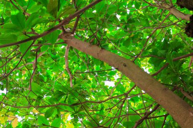 dal ve yaprak beyaz arka plan, alt görünümü üzerinde orman içinde güzel ağaç