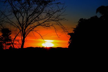 ağaç ve dal siluet batımında gökyüzünde doğa güzel manzara resmi: kopya ile için alan eklemek metin.