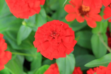 Kırmızı zinnia çiçeği güzel bahçede