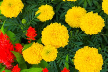 Kadife çiçeği sarı çiçek çiçek güzel bahçe (Tagetes erecta, Meksika kadife çiçeği, Aztek kadife çiçeği, Afrika kadife çiçeği)