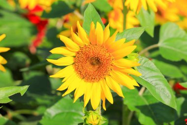 Ayçiçeği sarı çiçek açan Bahçe Çiçek güzel yakın çekim