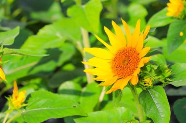 Bahçe Çiçek güzel çiçek açan ayçiçeği sarı