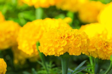 Kadife çiçeği sarı çiçek çiçek güzel bahçe (Tagetes erecta, Meksika kadife çiçeği, Aztek kadife çiçeği, Afrika kadife çiçeği)