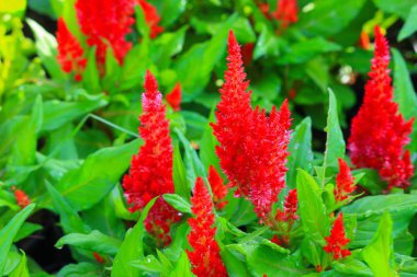 Kırmızı tüylü cockscomb çiçek veya Celosia argentea güzel bahçede
