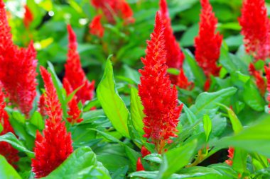 Kırmızı tüylü cockscomb çiçek veya Celosia argentea güzel bahçede