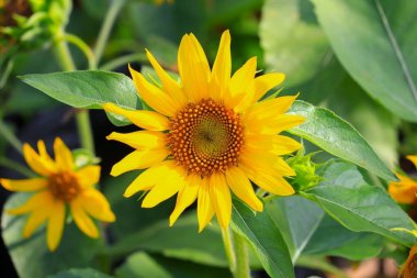 Bahçe Çiçek güzel çiçek açan ayçiçeği sarı