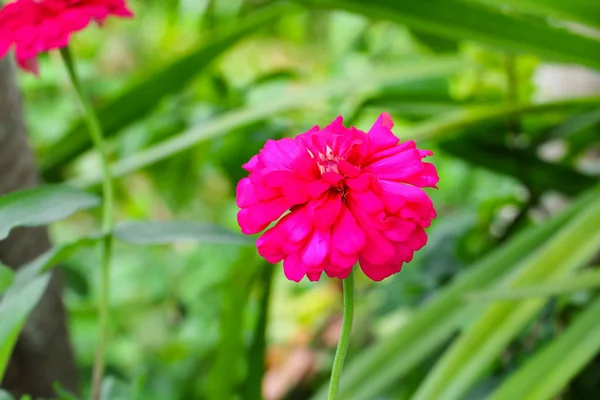 Zinnia Çiçeği Güzel Doğada Bahçe Çiçekleri — Stok fotoğraf