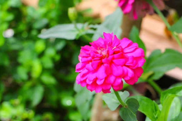 Zinnia çiçeği güzel doğada Bahçe çiçekleri