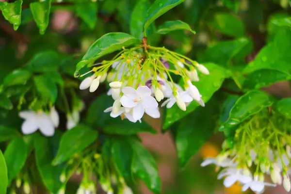 Fiore Bianco Giardino — Foto Stock