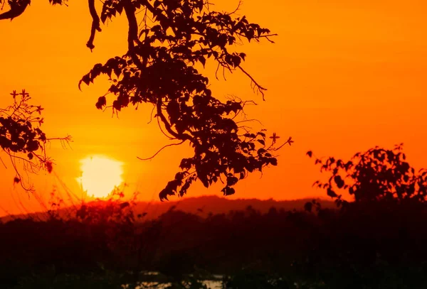 Siluett Träd Och Sunset Vackra Färgstarka Landskap Sky Twilight Time — Stockfoto