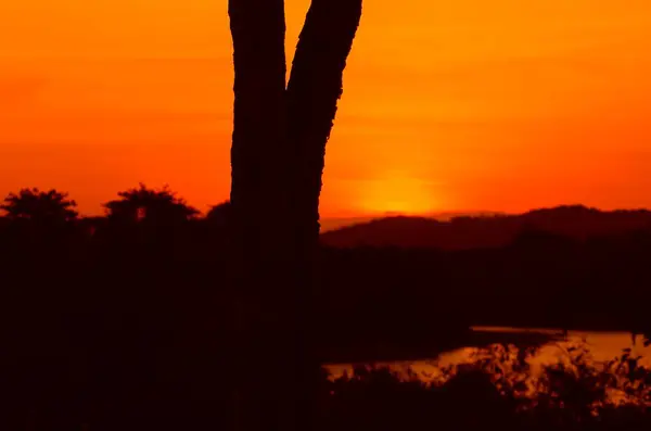 Силуэт Дерева Заката Красивый Красочный Пейзаж Сумерках Времени — стоковое фото