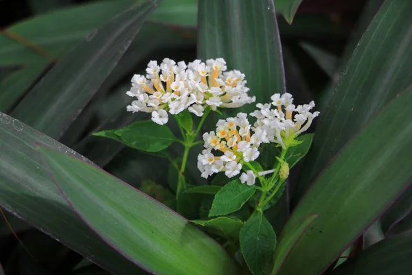 Bílá Lantana Camara Květ Měňavá Brokátu — Stock fotografie