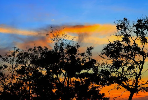 günbatımı güzel renkli manzara ve siluet ağacında gökyüzü twilight saat