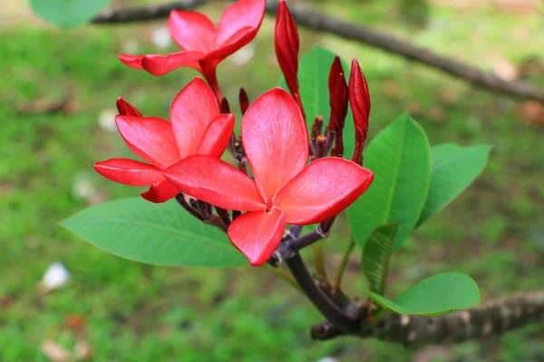 Plumeria Blume Rot Oder Wüstenrose Schön Auf Dem Baum Gebräuchlicher — Stockfoto