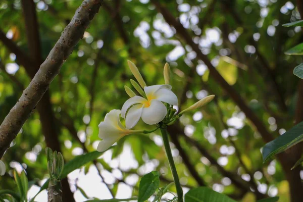 Plumeria Flor Amarelo Branco Bonito Árvore Nome Comum Pocynaceae Frangipani — Fotografia de Stock