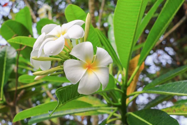 ツリー 共通名 Pocynaceae プルメリア 塔の木 寺の美しいプルメリアの白い花イエロー — ストック写真