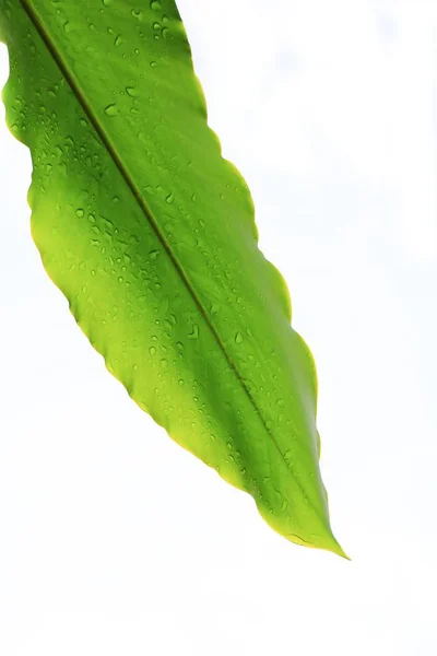 Goccia Acqua Albero Delle Foglie Bella Sfondo Bianco Vista Basso — Foto Stock