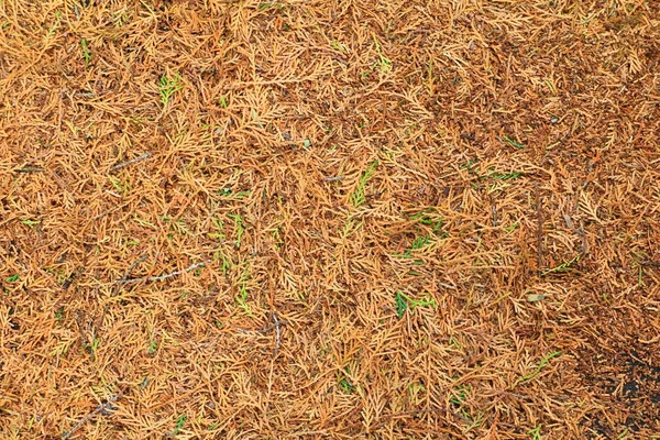 arka plan için yaprakları kuru ve yeşil yaprak