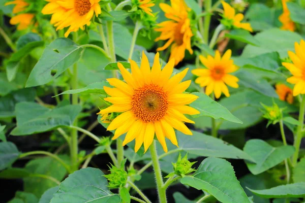 Solrosor Gula Blommande Nära Håll Trädgården Blomma Vacker — Stockfoto