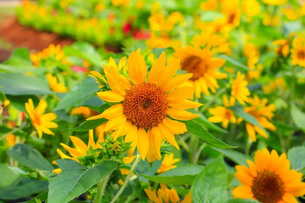 Solrosor Gula Blommande Nära Håll Trädgården Blomma Vacker — Stockfoto