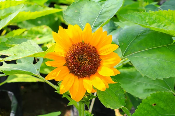 Ayçiçeği sarı çiçek açan Bahçe Çiçek güzel yakın çekim