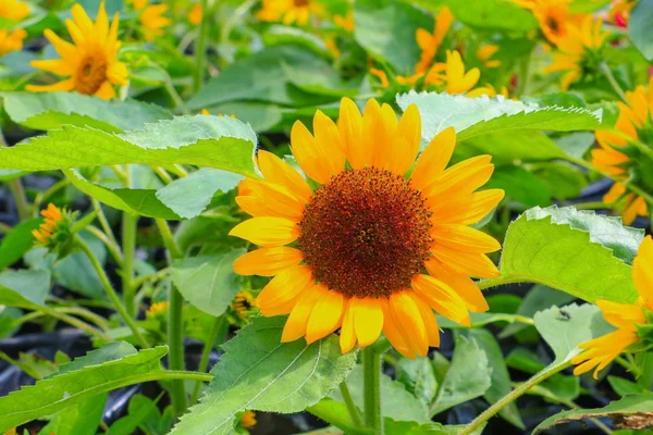 Solrosor Gula Blommande Nära Håll Trädgården Blomma Vacker — Stockfoto