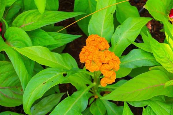 Cockscomb Sarı Veya Celosia Argentea Güzel Bahçede Çiçek Benekli — Stok fotoğraf