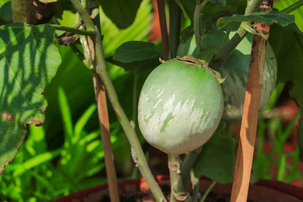 Patlıcan dev yeşil ağaç üzerinde kapatın