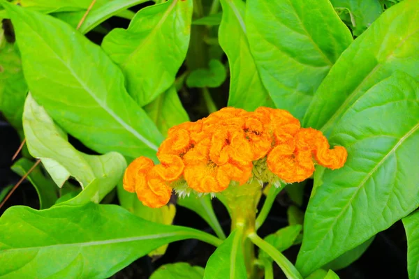 Cockscomb Sarı Veya Celosia Argentea Güzel Bahçede Çiçek Benekli — Stok fotoğraf