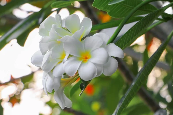 Biały Kwiat Plumeria Piękne Drzewo Wspólne Nazwy Pocynaceae Frangipani Pagoda — Zdjęcie stockowe