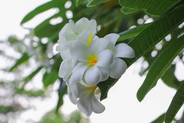 プルメリア花ホワイト ツリー 共通名 Pocynaceae プルメリア 塔の木 寺の美しい — ストック写真