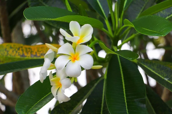 Plumeria Flor Blanca Hermosa Árbol Nombre Común Pocynaceae Frangipani Pagoda — Foto de Stock