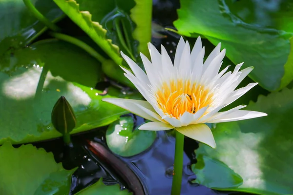 Lotus Flower Water Lilly White Close Beautiful Nature — Stock Photo, Image