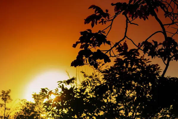 Arbre Branche Silhouette Coucher Soleil Dans Ciel Belle Image Paysage — Photo