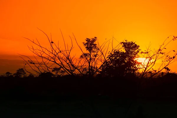 ağaç ve dal siluet batımında gökyüzünde doğa güzel manzara resmi: kopya ile için alan eklemek metin.
