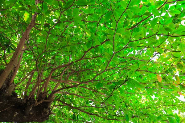 dal ve yaprak beyaz arka plan, alt görünümü üzerinde orman içinde güzel ağaç